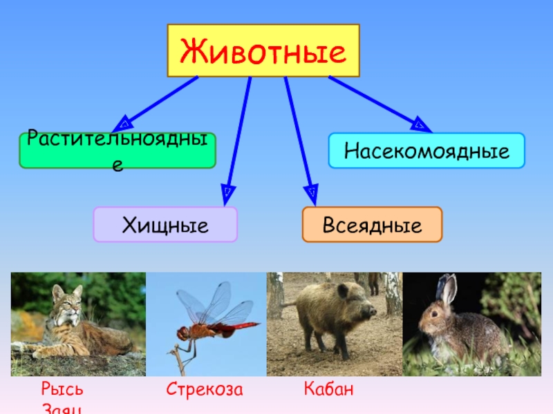 Презентация на тему цепи питания