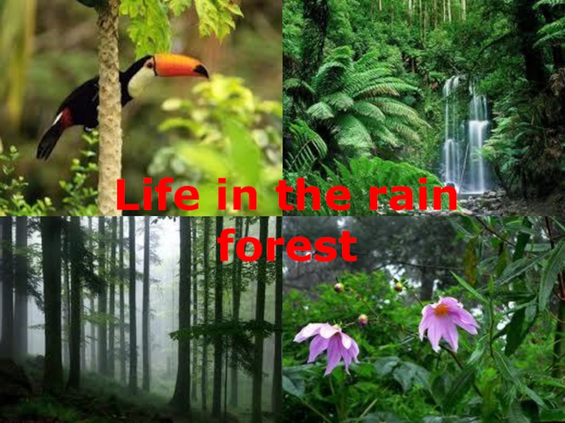 Презентация Презентация: Life in the rain forest