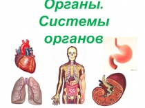 Презентация по биологии 8 класс тема: Органы.Система органов