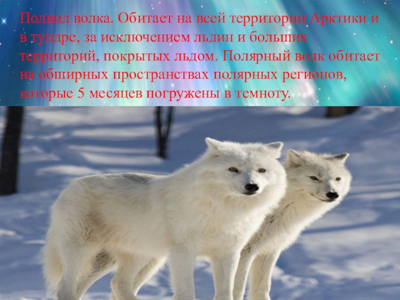 Как приспособились животные к жизни тундры. Волк в тундре сообщение. Приспособления полярного волка. Волк тундры описание. Подвиды тундры.