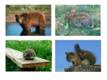 Презентация по внеклассному чтению на тему Сказки о животных ( 1 класс)