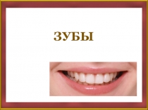 Презентация по биологии на тему Зубы
