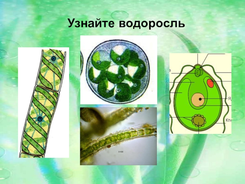 5 класс презентация по биологии водоросли