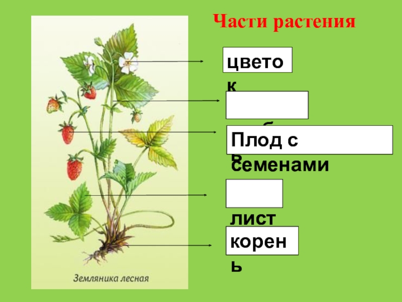 Части растений презентация