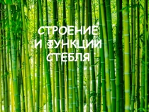 Презентация по биологии Строение и функции стебля