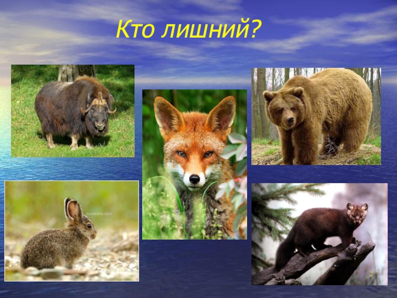 Выберите лишнее животное в природной зоне. Природные зоны России. Кто лишний. Растения и животные кто лишний. Четвертый лишний Дикие животные.