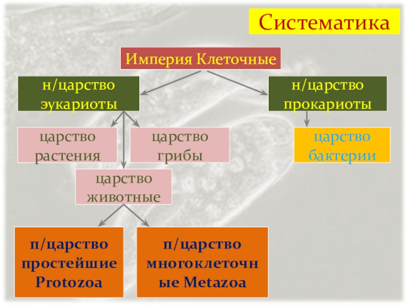 Империя клеточные