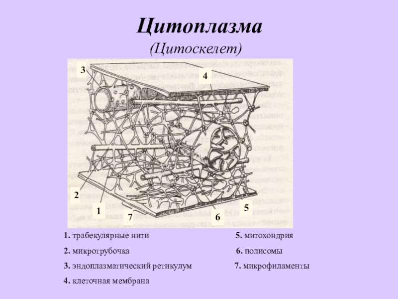 Цитоплазма состав. Строение цитоплазмы гиалоплазма и цитоскелет. Цитоскелет клетки элементы. Мембранное строение цитоскелета. Цитоскелет мембрана.