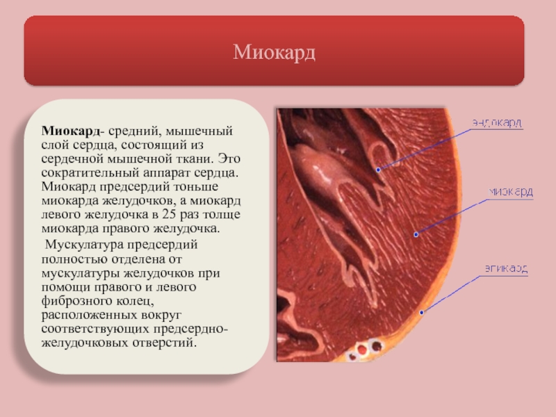 Ткани сердца. Сердечная мышца миокард. Мышечный слой сердца (миокард). Средний мышечный слой сердца. Мышечная ткань сердца миокард.