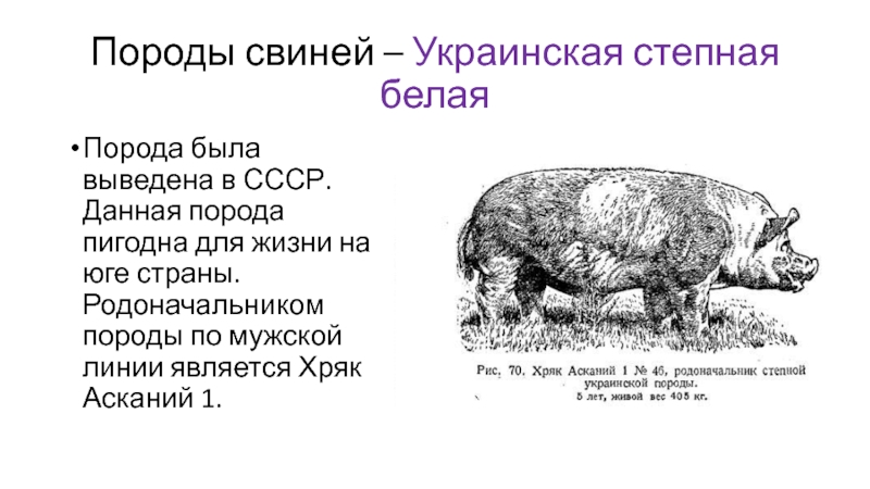 Степная свинья. Украинская Степная порода свиней. Украинская Степная белая порода свиней. Выведение украинской Степной породы свиней. Украинская Степная белая порода свиней селекция.