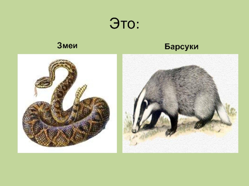 барсук змея. барсук росомаха медоед. змея слизерин. барсук медоед. индийский барсук медоед.