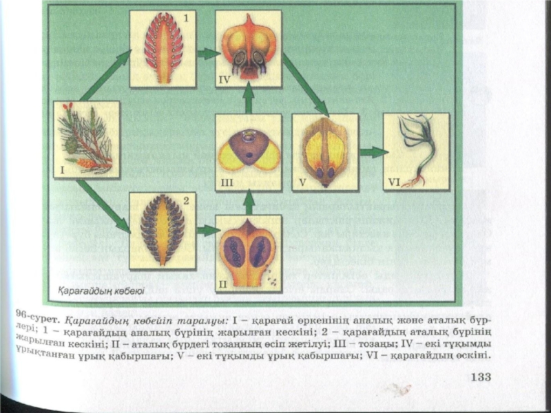 Ашық тұқымдылар презентация