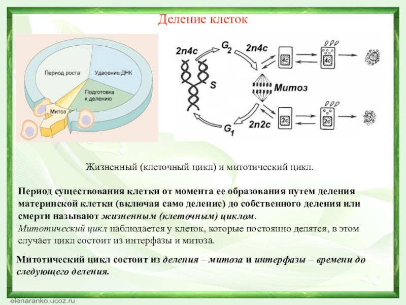 Деление клетки митотический цикл. Митотический цикл клетки периоды. Синтетический период жизненного цикла клетки. Схема клеточный цикл ЕГЭ биология. G1 s g2 клеточный цикл.