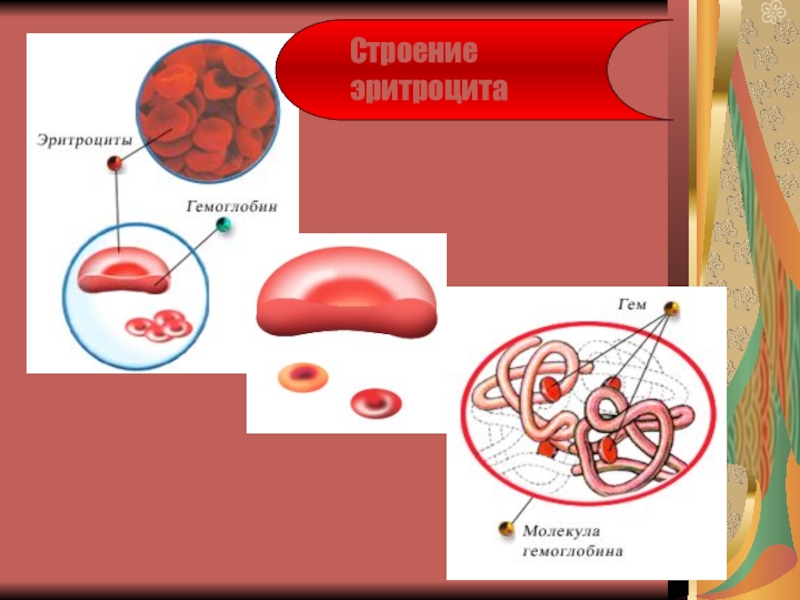 Гемоглобин в эритроцитах. Строение эритроцитов. Строение эритроцита и гемоглобина. Взаимосвязь эритроцитов и гемоглобина. Эритроцит рисунок строение.