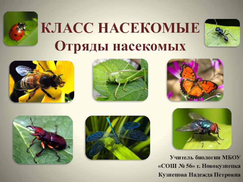 Презентация Презентация по биологии на тему Отряды насекомых