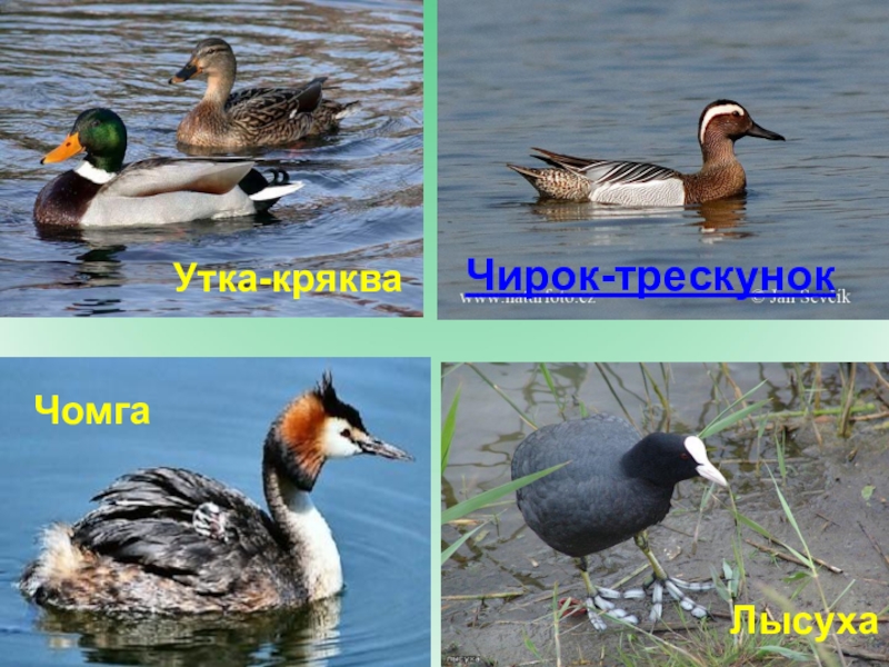 Водоплавающие птицы татарстана фото с названиями