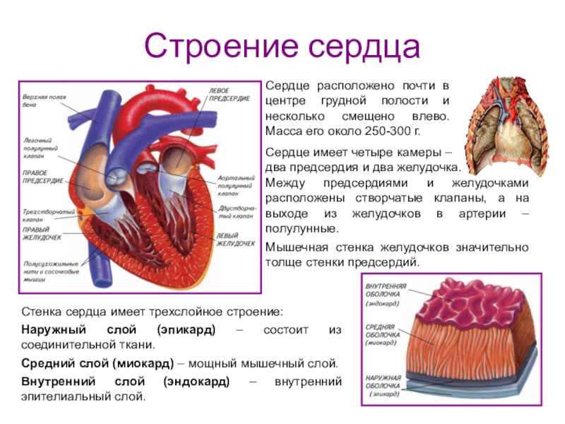 Проект работа сердца