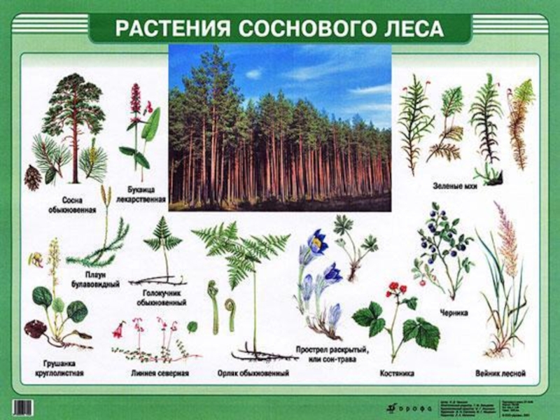 Презентация по биологии 6 класс растительные сообщества