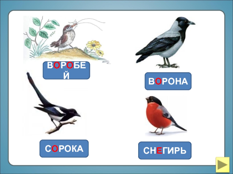 Птицы картинки для детей дошкольного возраста.