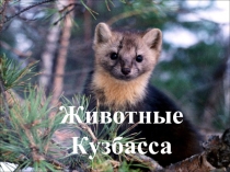 Презентация  Фауна Кузбасса (окружающий мир)