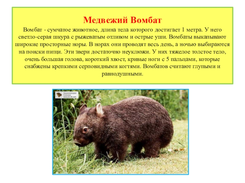 Животное длиной 3 метра. Медвежий вомбат. Вомбат презентация. Вомбаты численность. Медвежий вомбат презентация.