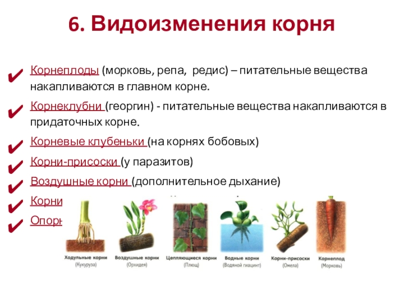 6. Видоизменения корняКорнеплоды (морковь, репа, редис) – питательные вещества накапливаются в главном корне.Корнеклубни (георгин) - питательные вещества