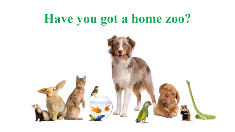 Презентация Презентация Have you got a home zoo