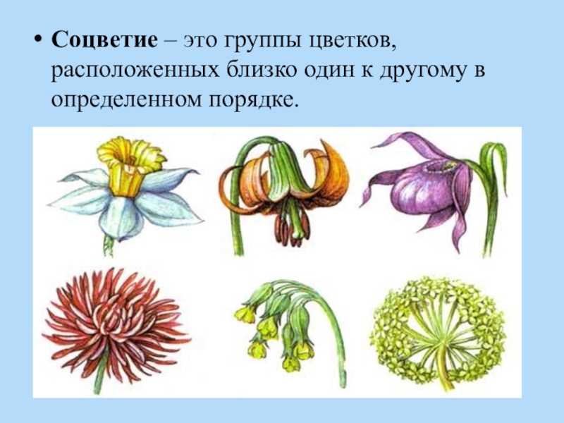 Презентация соцветия 6 класс пасечник фгос