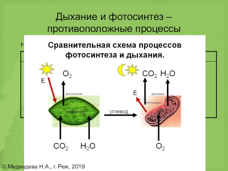В какое время происходит фотосинтез и дыхание. Сравнительная схема процессов фотосинтеза. Схема процесса дыхания растения. Фотосинтез и дыхание. Фотосинтез и дыхание растений.