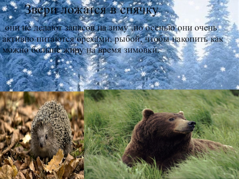 Делают запасы на зиму. Медведь осенью готовится к зиме. Какие животные делают запасы на зиму. Медведь запасается на зиму. Приспособление животных к зиме.