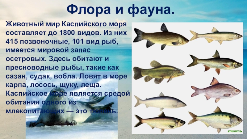 Рыба в каспийском море виды фото и названия