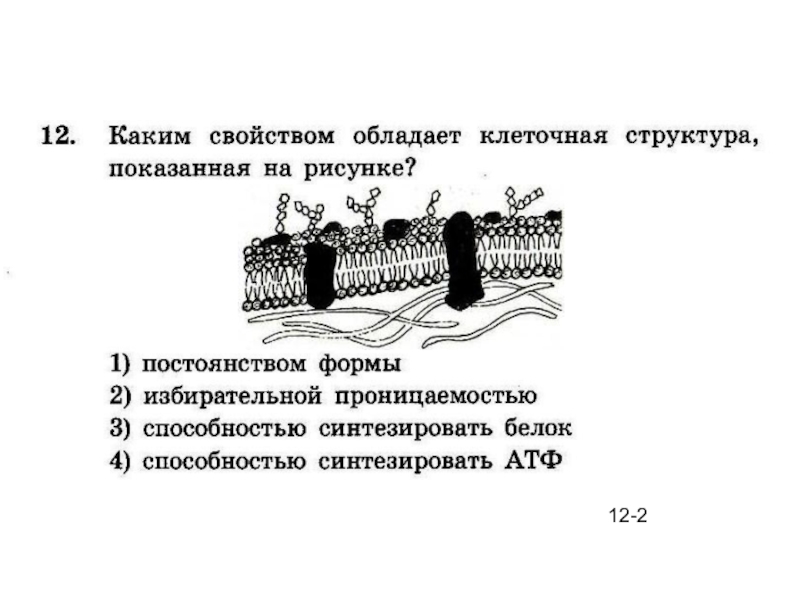 Какую функцию выполняет изображенная клеточная структура. Каким свойством обладает клеточная структура показанная на рисунке. На рисунке изображена клеточная структура. Какая структура клетки изображена на рисунке. Какая клеточная структура показана на рисунке.