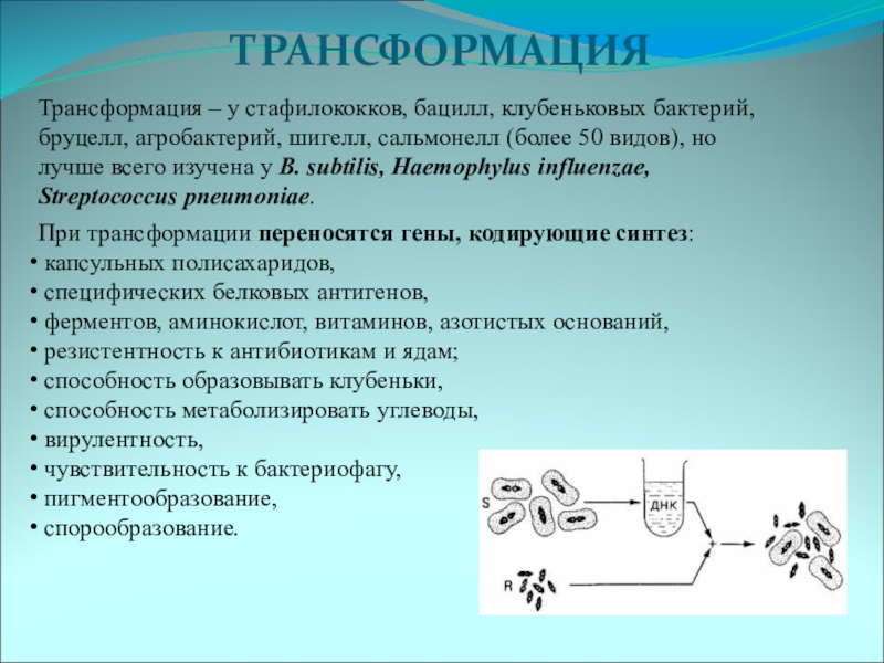 Что такое трансформация. Трансформация у бактерий микробиология. Значение трансформации у бактерий. Механизм трансформации у бактерий. Трансформация бактерий условия.