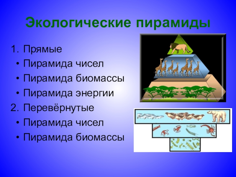 Презентация на тему экологические пирамиды