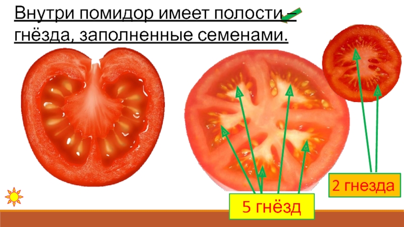 Внутреннее строение томата