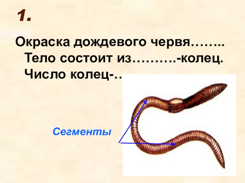 Передний и задний конец червя. Тело дождевых червей состоит. Дождевые черви строение тела. Внешнее строение дождевого червя. Строение дождевого червя.