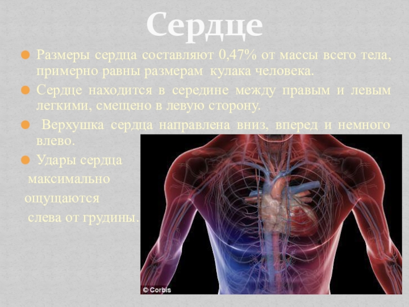 Сердце находится на стороне тела