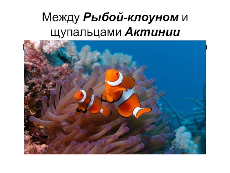 Отношения рыбы клоуна и актинии. Рыба клоун и актиния. Рыба клоун и актиния взаимоотношения. Рыбы клоуны и актинии Тип взаимоотношений. Симбиоз рыбы клоуна и актинии.