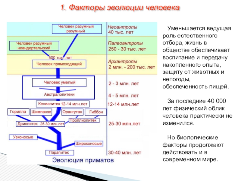 Эволюция человеческих рас