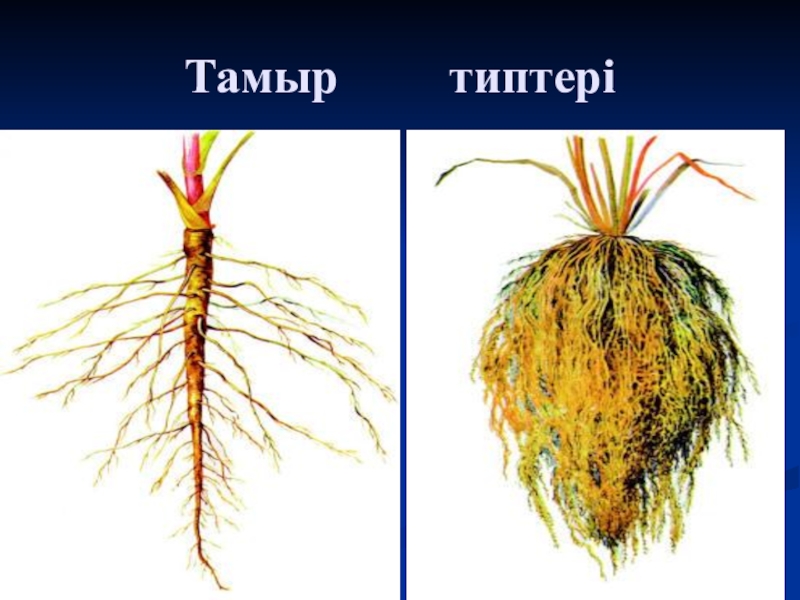 Корни дав. Тамыр. Тамыр-корни. Тамыр Телеканал. Тамыр концерт.