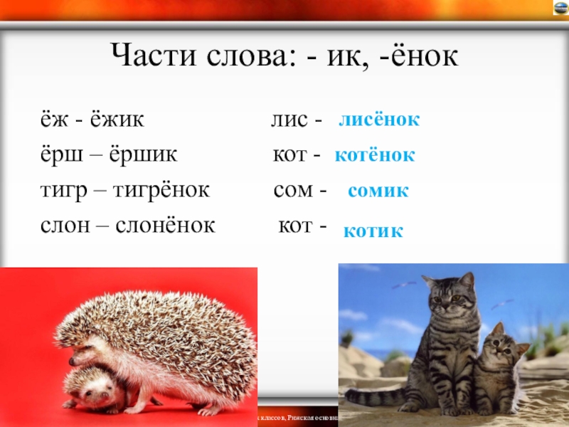 Слово еж