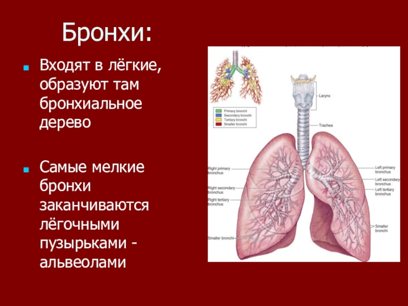 Бронхи 4. Мелкие бронхи. Крупные бронхи. Мельчайшие бронхи. Дыхательная система человека.