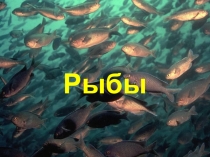 Презентация по окружающему миру по теме Позвоночные. Рыбы (3 класс)