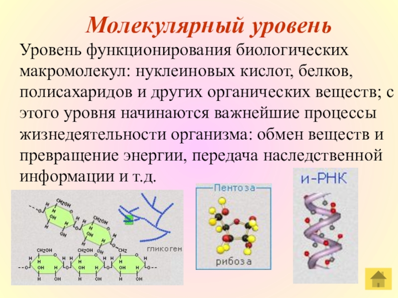 Молекулярный уровень организации живой материи значение и роль в природе презентация 11 класс