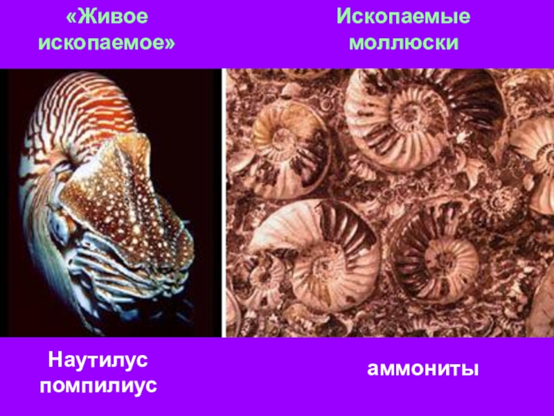 Живые ископаемые сообщение по биологии. Ископаемые моллюски. Живые ископаемые окаменелости. Наутилус живое ископаемое. Ископаемые окаменелости Наутилус.