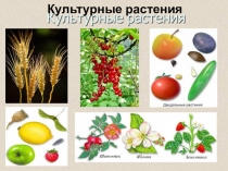 Одомашнивание растений