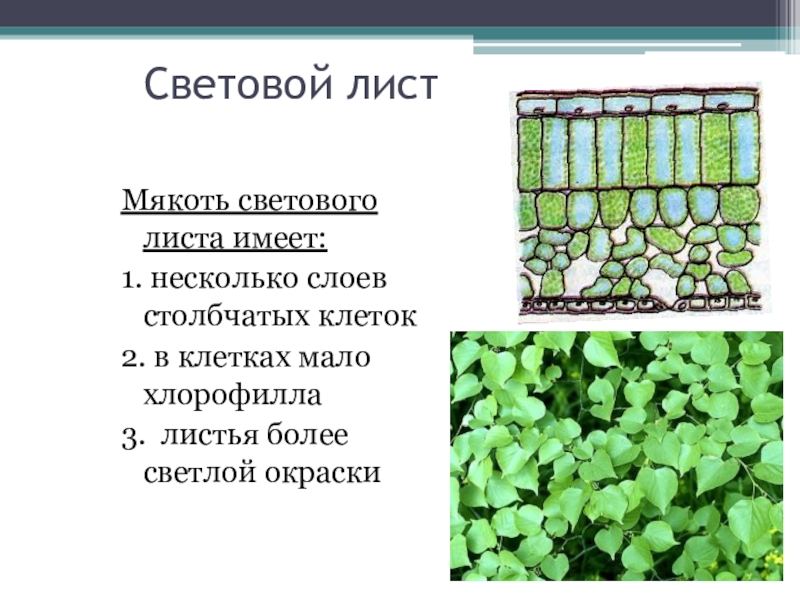 Какую ткань имеет мякоть листа. Столбчатая ткань листа под микроскопом. Мякоть листа. Строение столбчатой мякоти листа. Функции мякоти листа.