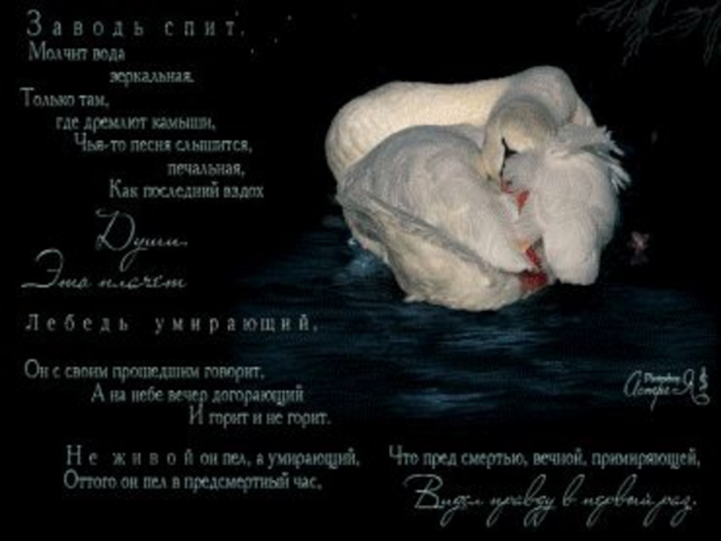 Стихи про верность. Лебединая любовь стихи. Стих про лебедя. Высказывания лебедя. Цитаты про лебедей.