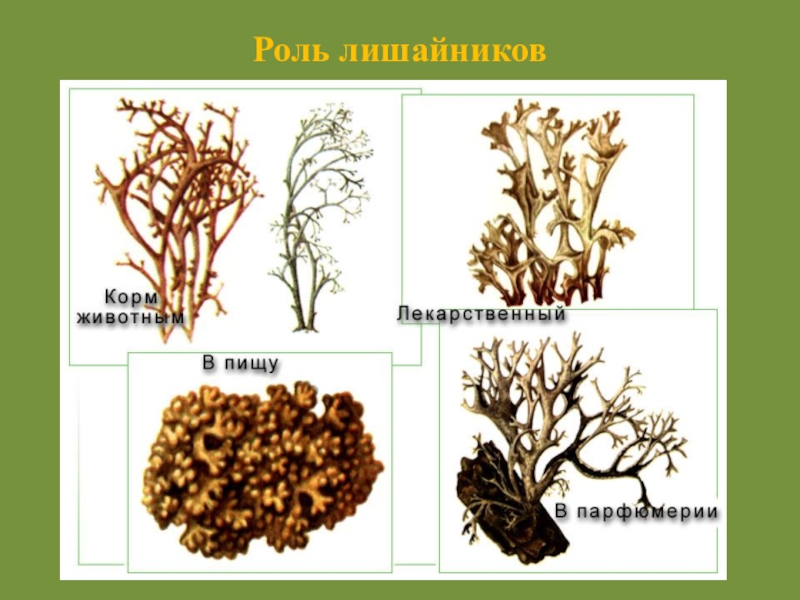 Рисунок лишайника по биологии