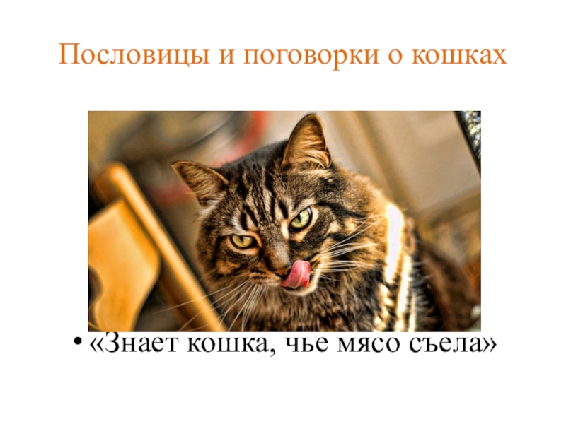 Поговорки про кошек. Знает кошка чье мясо съела. Пословица знает кошка чье мясо съела. Пословицы о кошках.
